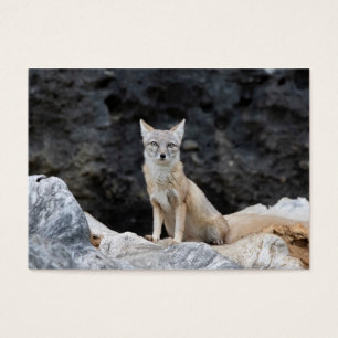 Vulpes corsac visitkort