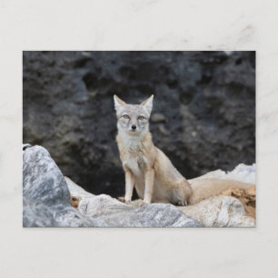 Vulpes corsac vykort