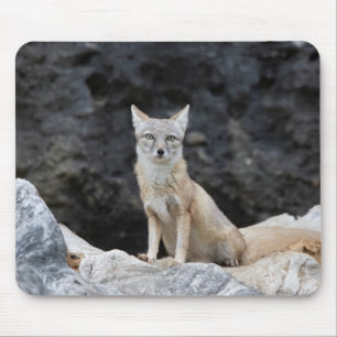 Vulpes korsac musmatta