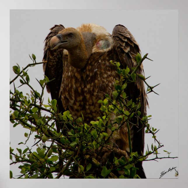 Vultur Poster (Framsidan)