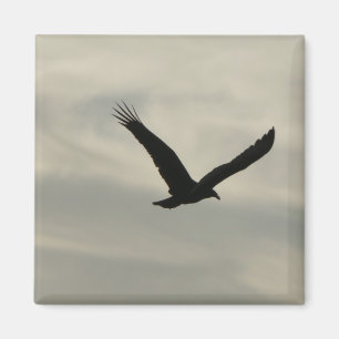 Vulture. Magnet