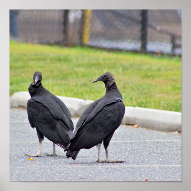 Vulturer Poster (Framsidan)