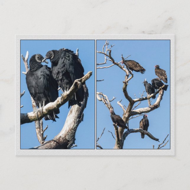 Vulturer Vykort (Framsida)