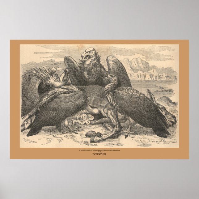 Vulturerna Poster (Framsidan)
