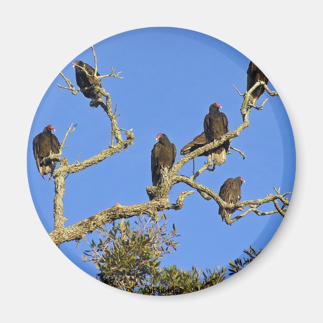 Vultures Magnet (Framsidan)