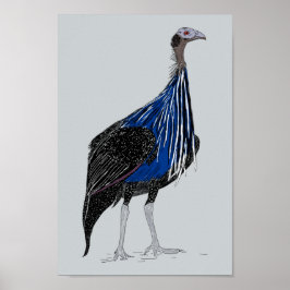 Vulturine Guineafowl Poster