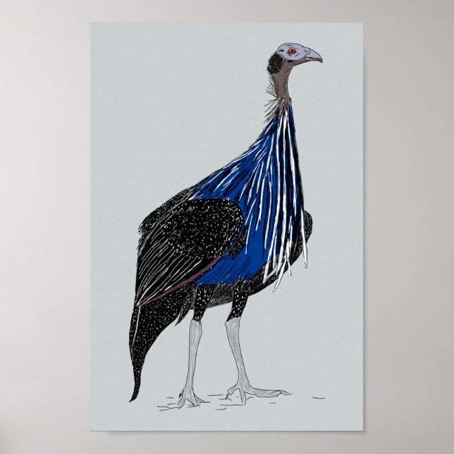 Vulturine Guineafowl Poster (Framsidan)