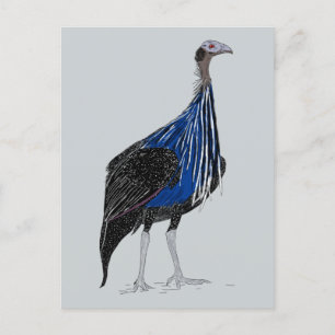 Vulturine Guineafowl Vykort