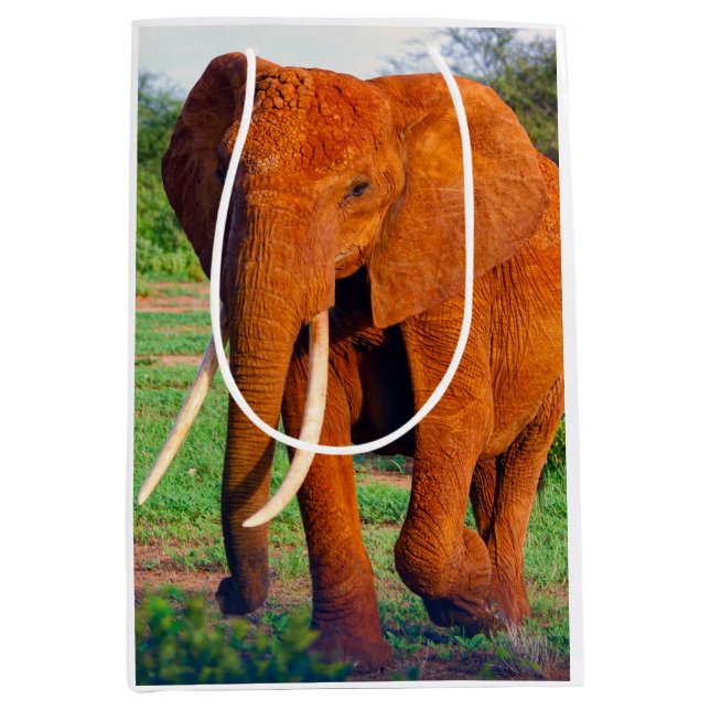 Vuxen African Elephant Photograph (Framsidan)