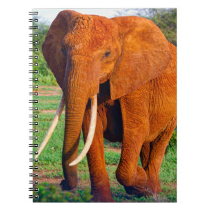 Vuxen African Elephant Photograph Anteckningsbok