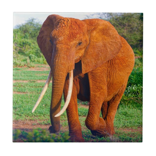 Vuxen African Elephant Photograph Kakelplatta (Framsidan)