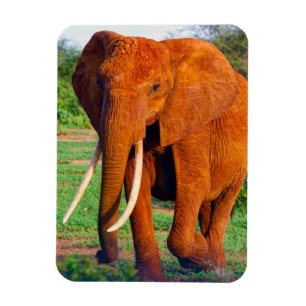 Vuxen African Elephant Photograph Magnet