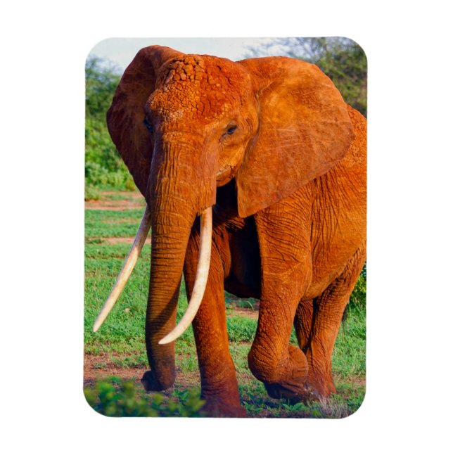 Vuxen African Elephant Photograph Magnet (Vertikal)