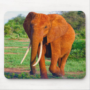 Vuxen African Elephant Photograph Musmatta
