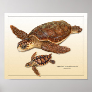 Vuxen av sköldpadda i Loggerhead Sea Turtle och Ju Poster
