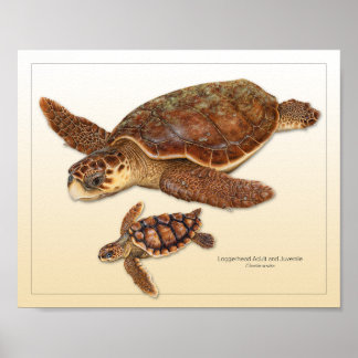 Vuxen av sköldpadda i Loggerhead Sea Turtle och Ju Poster