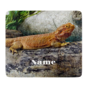 Vuxen Beared Dragon Lizard