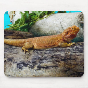 Vuxen Beared Dragon Lizard Musmatta