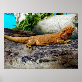 Vuxen Beared Dragon Lizard Poster
