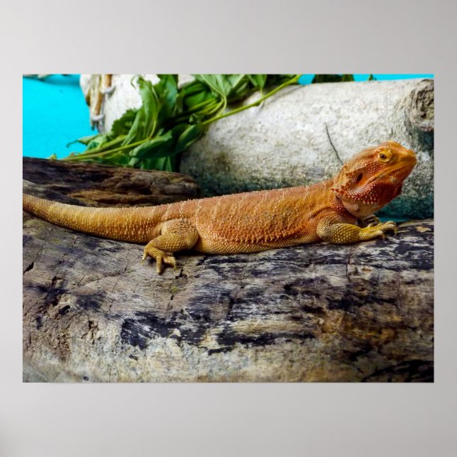 Vuxen Beared Dragon Lizard Poster (Framsidan)