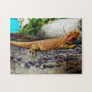 Vuxen Beared Dragon Lizard Pussel