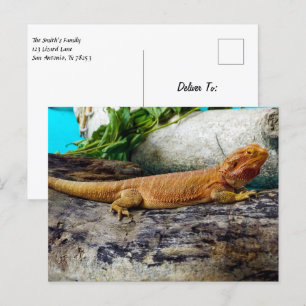 Vuxen Beared Dragon Lizard Vykort
