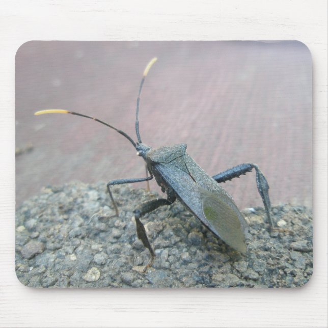 Vuxen Black Assasin Kryp (Reduviid) objekt Musmatta (Framsidan)