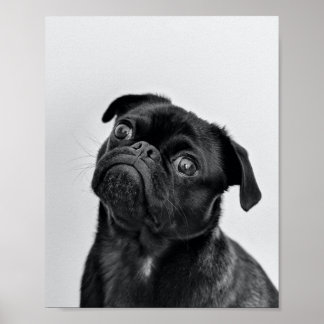 Vuxen Black Pug Poster