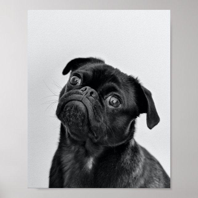 Vuxen Black Pug Poster (Framsidan)