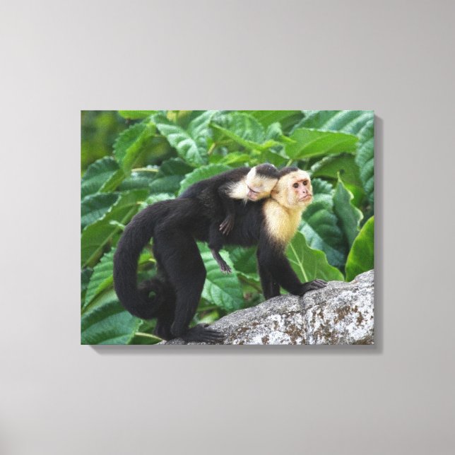 Vuxen Capuchin Monkey som transporterar Baby på ba Canvastryck (Framsida)