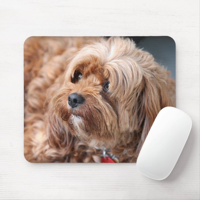 Vuxen Cavoodle Puppy Musmatta (Med mus)
