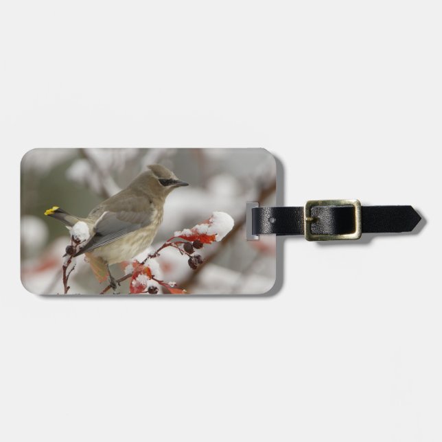 Vuxen Cedar Waxwing på hawthorn med snö Bagagebricka (Horisontell Framsida)