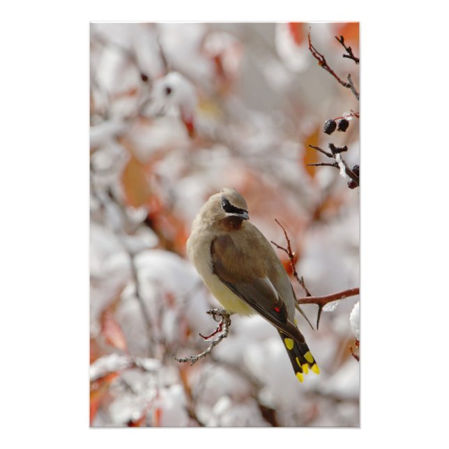 Vuxen Cedar Waxwing på hawthorn med snö. Fototryck (Framsidan)