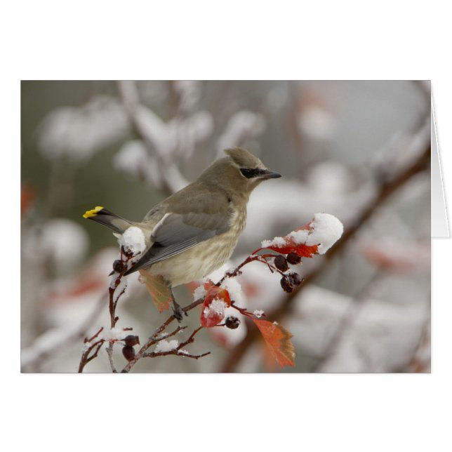 Vuxen Cedar Waxwing på hawthorn med snö Hälsningskort (Framsidan Horizontal)