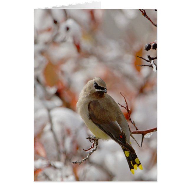 Vuxen Cedar Waxwing på hawthorn med snö. Hälsningskort (Framsidan)