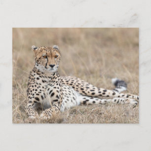 Vuxen Cheetah Ljuger ner i torrt gräs Vykort