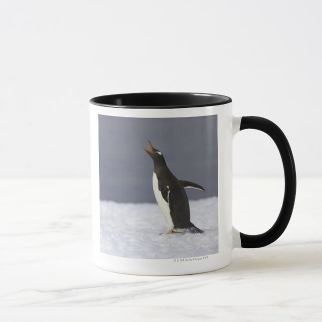 Vuxen fågel för Gentoo pingvin (pygoscelisen Mugg (Höger)