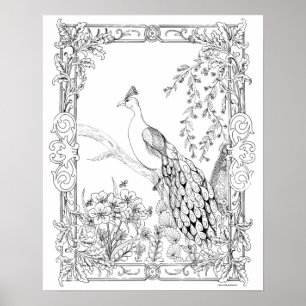Vuxen Färgning Poster "Söt som peacock Art"