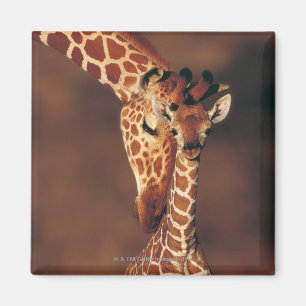 Vuxen giraff med kalven (Giraffacamelopardalis) Magnet