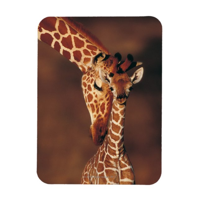 Vuxen Giraffe with calf (Giraffa camelopardalis) Magnet (Vertikal)