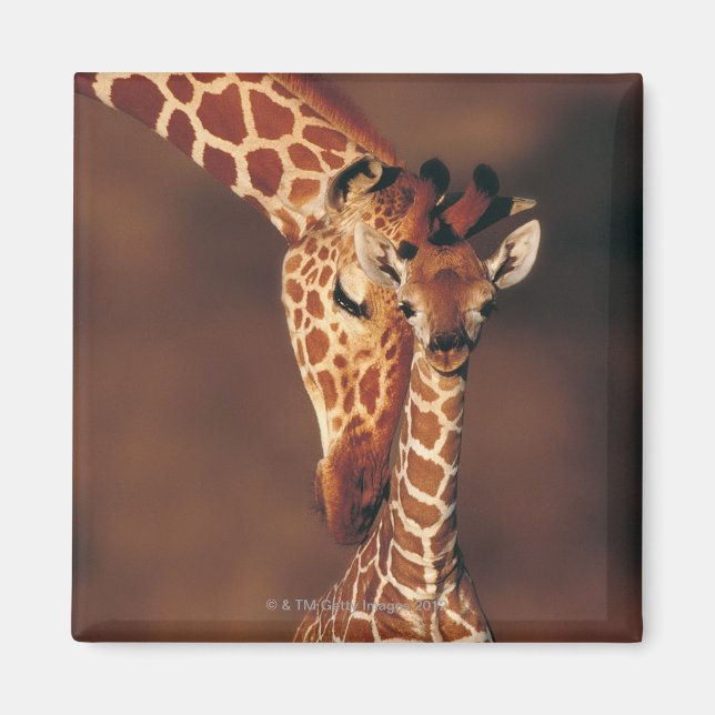 Vuxen Giraffe with calf (Giraffa camelopardalis) Magnet (Framsidan)