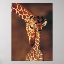 Vuxen Giraffe with calf (Giraffa camelopardalis) Poster