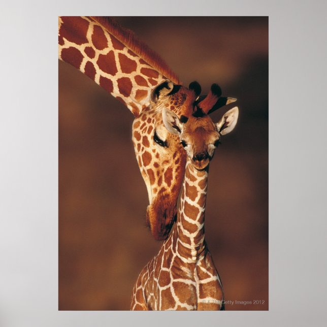 Vuxen Giraffe with calf (Giraffa camelopardalis) Poster (Framsidan)