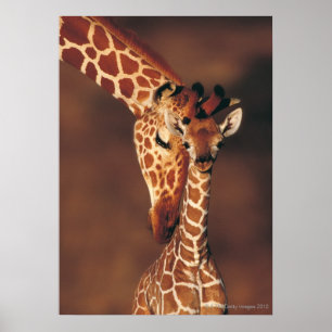 Vuxen Giraffe with calf (Giraffa camelopardalis) Poster