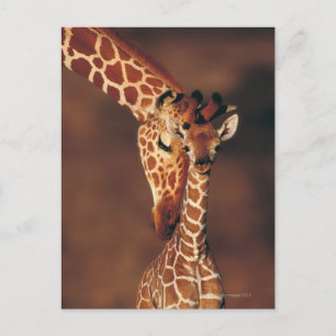 Vuxen Giraffe with calf (Giraffa camelopardalis) Vykort