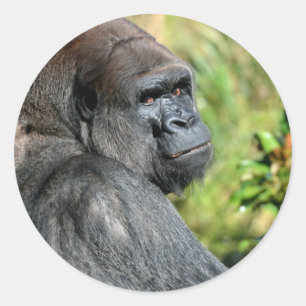Vuxen Gorilla Runt Klistermärke