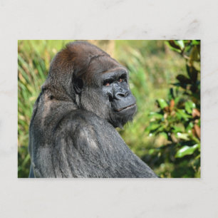 Vuxen Gorilla Vykort