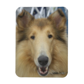 Vuxen grov collie magnet