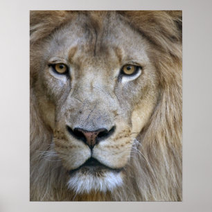 Vuxen hanlejon på Sacramento Zoo, CA Poster
