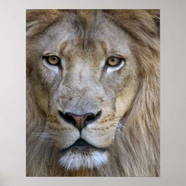 Vuxen hanlejon på Sacramento Zoo, CA Poster (Framsidan)